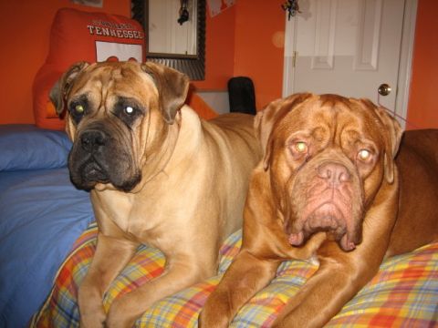 1994 Ford Bronco - Two large mastiff dogs are resting on a bed in a room with orange walls.