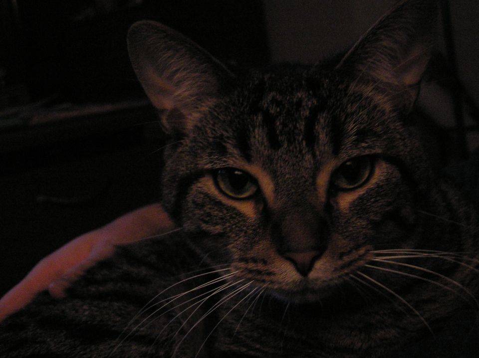 Close-up portrait of a brown tabby cat in low light looking at the camera