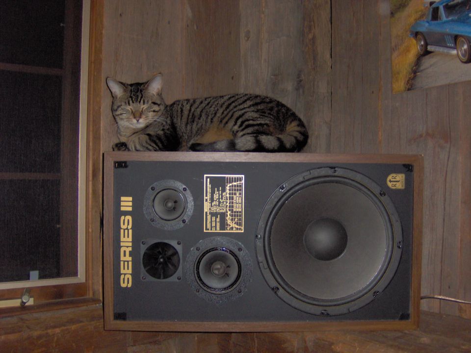 Tabby cat asleep atop a vintage RTR Series III speaker in a wood-paneled room