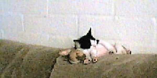 Blurry photo of a black-and-white kitten and small tan animal cuddled on a brown surface by a white block wall
