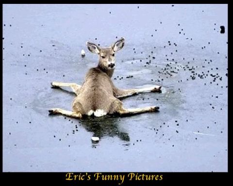 1989 Ford Bronco - A deer appears to be stuck on an icy surface, with its legs spread wide.