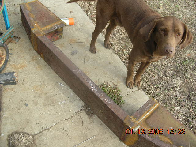 Rusty curved steel truck frame rail lying on concrete with a chocolate Lab standing beside it