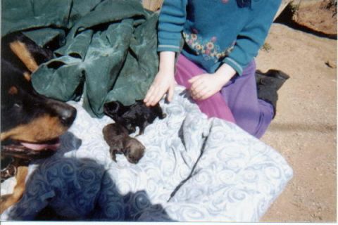 1987 Ford Bronco - A child in a teal floral sweater and purple pants kneels on the ground to pet newborn puppies lying on a blue-and-white patterned blanket,…
