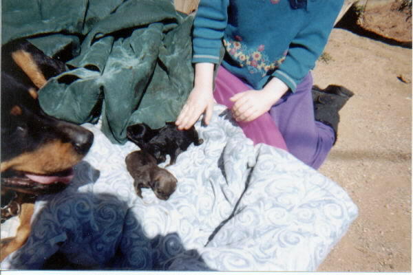 Child petting newborn puppies on a blanket beside a black and tan adult dog