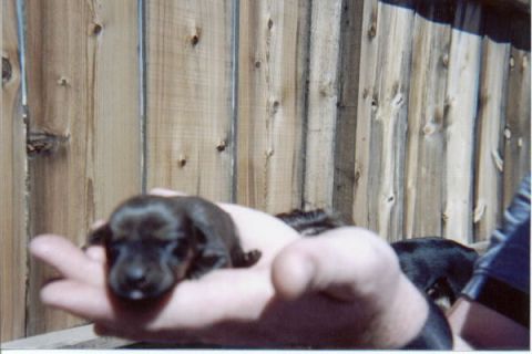 1987 Ford Bronco - A dark newborn puppy lies across an open human hand in front of a weathered vertical-plank wood fence, with a second puppy and an adult bla…