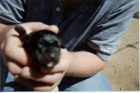 1987 Ford Bronco - A person in a blue shirt and jeans crouches outdoors on dirt, cradling a tiny black newborn puppy in both hands. No vehicle or vehicle part…