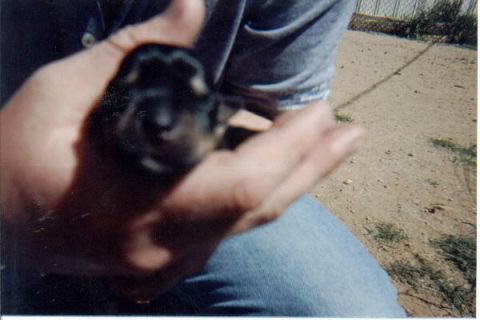 1987 Ford Bronco - Close, slightly blurred shot of a black-and-tan newborn puppy held in two hands by a person crouching in a dirt yard beside a chain-link fe…