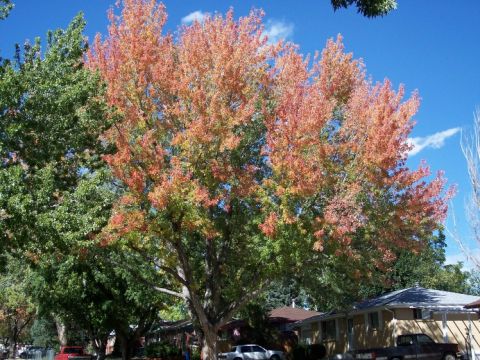 1972 Ford Ranchero - Autumn foliage on trees in a residential neighborhood.