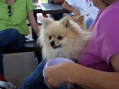 1972 Ford Ranchero - A fluffy Pomeranian dog is held by a person, with others seated around a table in the background.