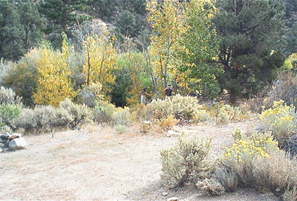 Brushy hillside clearing with people among trees