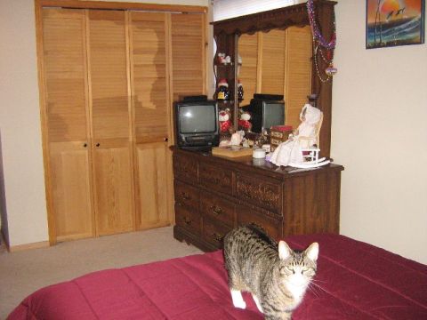 1995 Ford Bronco - A tabby cat stands on a red bed in a bedroom, with wooden closet doors and a dresser visible.