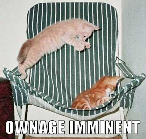1991 Ford Probe - Two kittens are playing on a chair, with text overlayed that reads "OWNAGE IMMINENT".