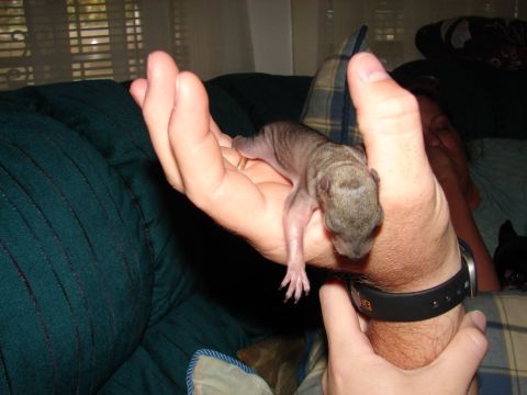 1996 Ford Bronco - Our new pet squirrel Rocky. He is 2 weeks old here.