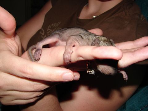 1996 Ford Bronco - A person is holding a very young squirrel in their palm.