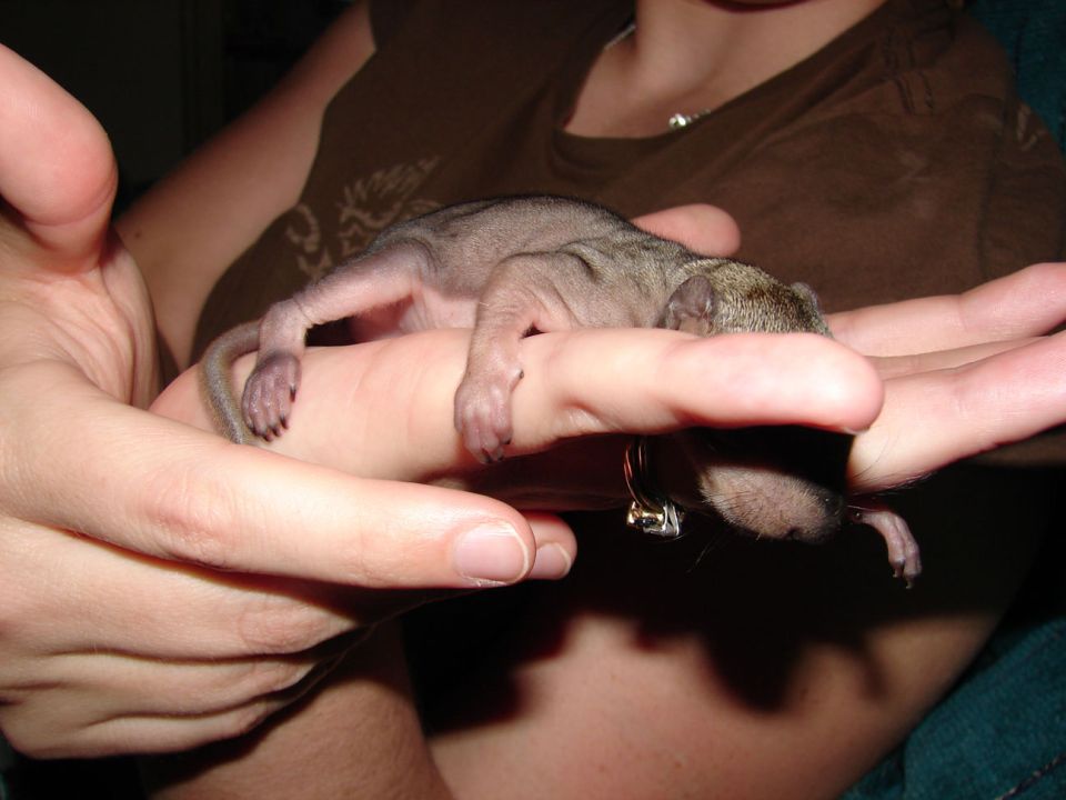 Someone holding a tiny baby squirrel in their hands