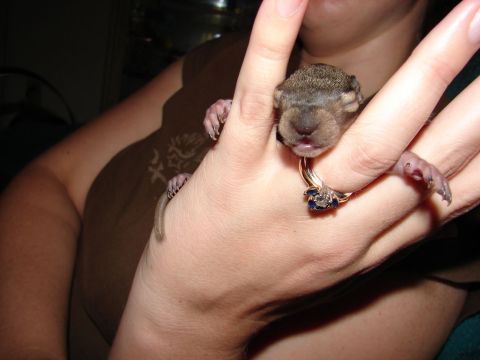 1996 Ford Bronco - A baby squirrel is held on a hand, with a ring on one finger.