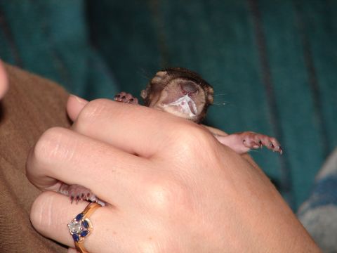 1996 Ford Bronco - A tiny, newborn squirrel with milk on its face is cradled in a person's hand, showing its delicate paws and tiny features.