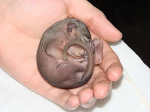 1996 Ford Bronco - A tiny, curled-up squirrel is held gently in a hand, its tail wrapped around its body.