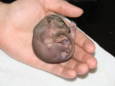 1996 Ford Bronco - A tiny, sleeping squirrel rests in a person's hand, with a SUPERMOTORS watermark visible in the corner.
