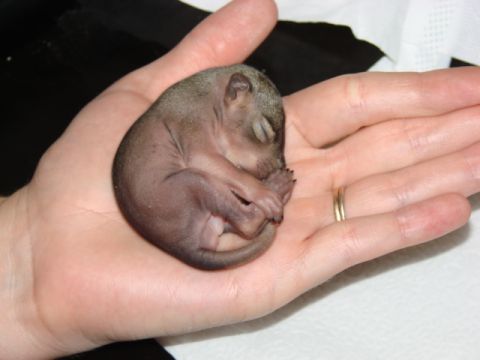 1996 Ford Bronco - A person holds a very young, hairless squirrel in their hand.