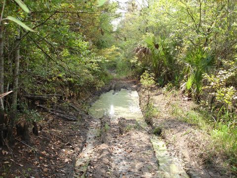 1989 Ford Bronco - A muddy path with water and vegetation suggests an off-road adventure.