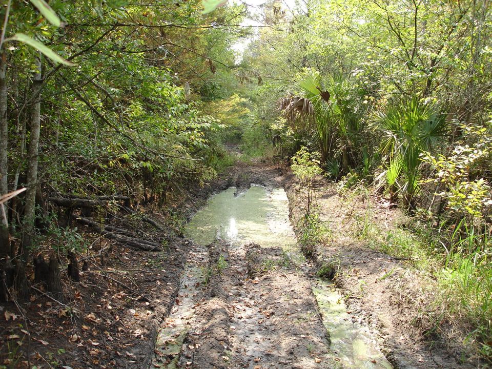 Muddy trail with standing water and tire tracks going through woods