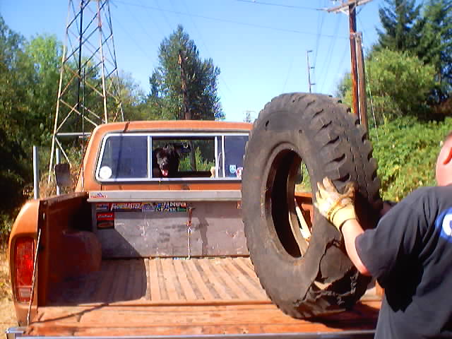 Person loading an oversized mud tire into the wood bed of an orange Ford pickup, dog in rear window