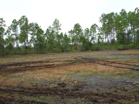 1989 Ford Bronco - A wide shot of a muddy field with tire tracks, bordered by pine trees under a bright sky.