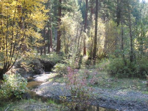 1995 Ford Bronco - Creek at camp