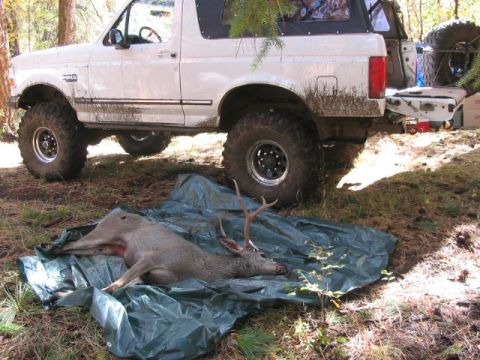 1995 Ford Bronco - White Bronco parked next to a harvested deer on a tarp in a wooded area.