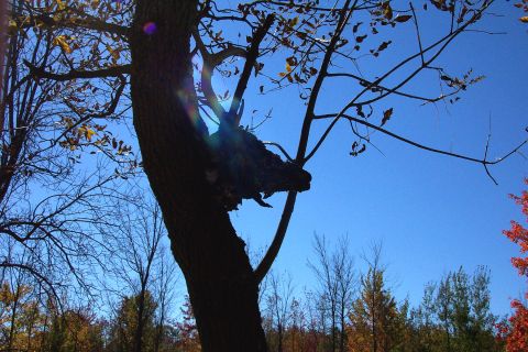 1979 Ford Bronco - A dark, unusual shape is silhouetted on a tree branch under a clear blue sky.