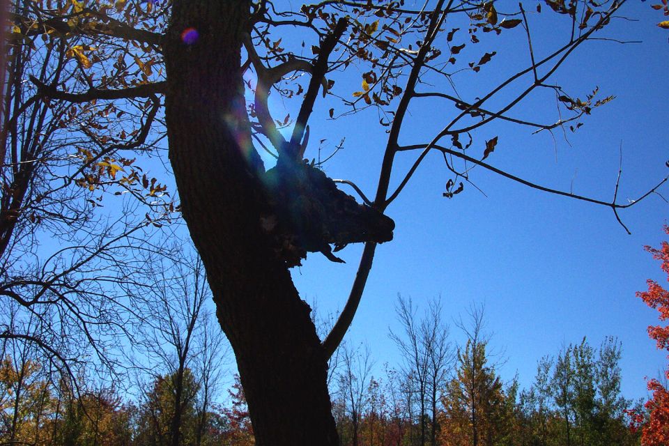 Tree with a dark, dragon-like shape on a branch against a blue sky. Some fall leaves visible