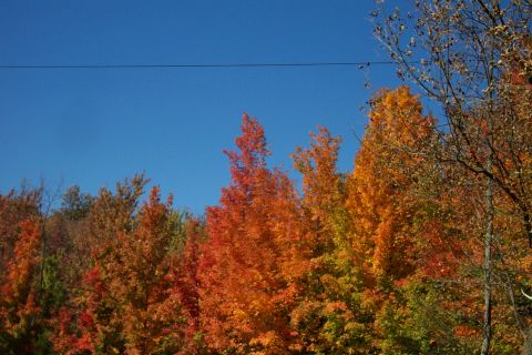 1979 Ford Bronco - Vibrant autumn leaves create a colorful display under a bright blue sky.