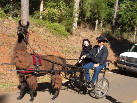 1966 Ford Ranchero - A llama pulls a cart with two passengers down a wooded road.