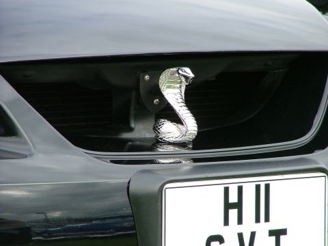 2001 Ford Fiesta - Chrome cobra hood ornament mounted on a car's grille, with a license plate visible.