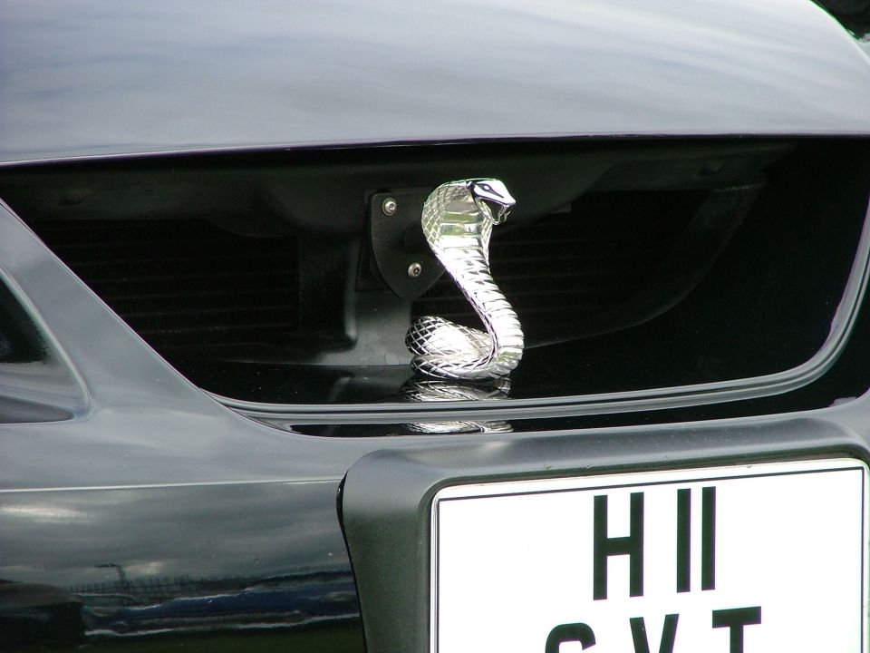 Chrome cobra hood ornament on a black car grille, with a license plate below