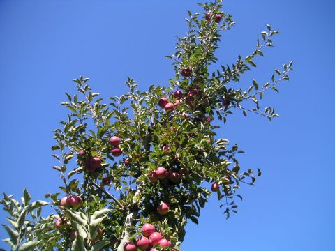 1994 Ford Bronco - A tree laden with ripe red apples stands tall against a clear blue sky, with a website logo visible.