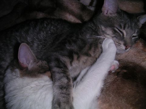 1994 Ford Bronco - Two cats are sleeping soundly on a soft blanket.