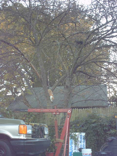 1979 Ford Bronco - A light-colored SUV is partially visible with an engine hoist positioned in front of it, while a cat climbs a tree in the background.