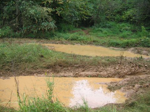 1992 Ford Mustang - A muddy track with several puddles and overgrown grass, suggesting an off-road or unmaintained area.