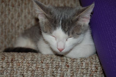2006 Wildcat Wildcat SS “Lucky”