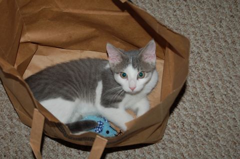 2006 Wildcat Wildcat SS “Lucky”