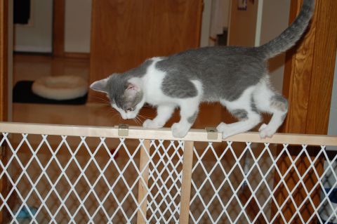 2006 Wildcat Wildcat SS “Lucky”