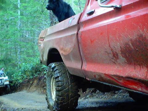 1976 Ford F-100 - A black dog rides in the bed of a muddy red pickup truck on a wooded dirt road.