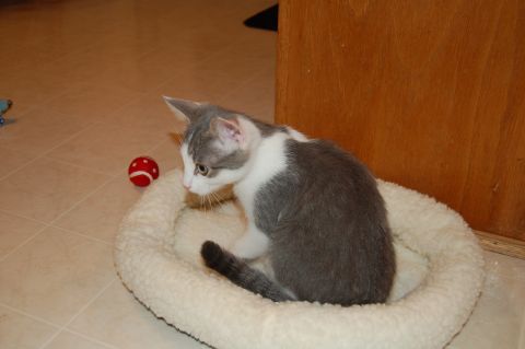 2006 Wildcat Wildcat SS “Lucky”