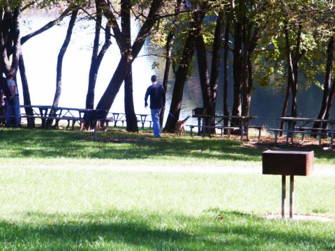 2001 Mercury Grand Marquis - A scenic view of a park with picnic tables and trees near a body of water.