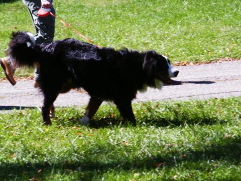 2001 Mercury Grand Marquis - A person walks their dog on a leash through a park on a sunny day.