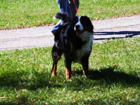2001 Mercury Grand Marquis - A Bernese Mountain Dog is pictured outdoors on a sunny day, standing on a grassy area.