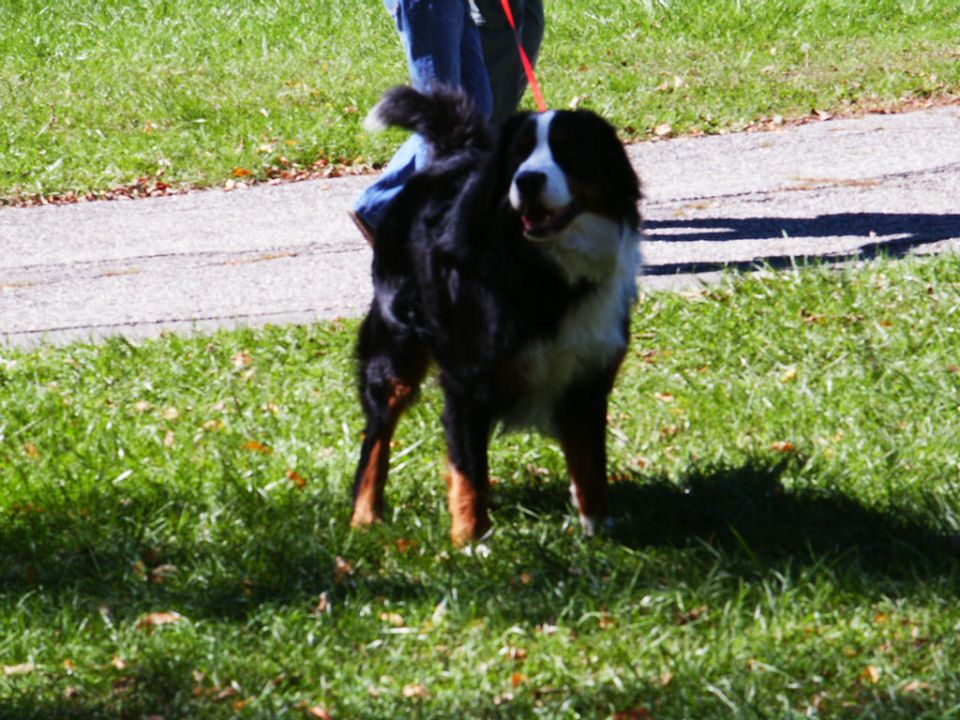 Bernese Mountain Dog on a red leash standing on grass next to a paved path