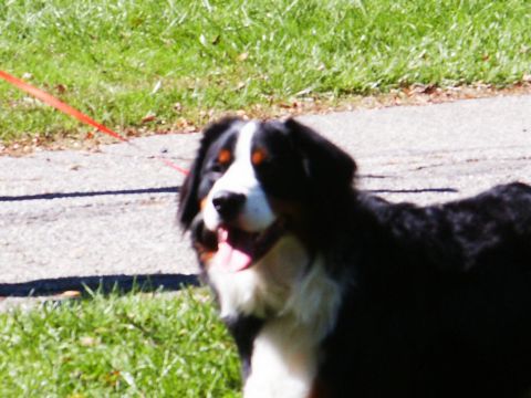 2001 Mercury Grand Marquis - A dog with black, white, and brown markings is on a leash in a grassy area next to a paved path.